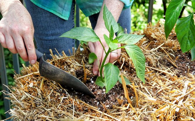 Säilytä tarvittava maaperän kosteus pippuripuutarhassa käyttämällä multaa