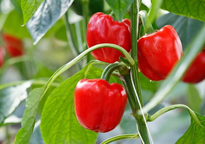 Dobrá úroda papriky: 10 pravidiel