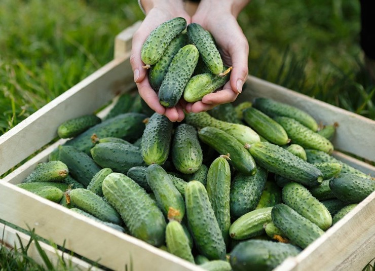 Gherkin ποικιλίες αγγουριού