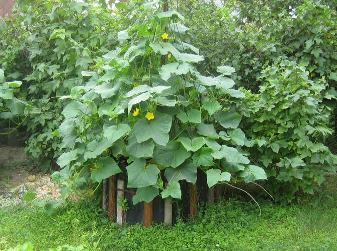 Pestovanie uhoriek v stane alebo chate