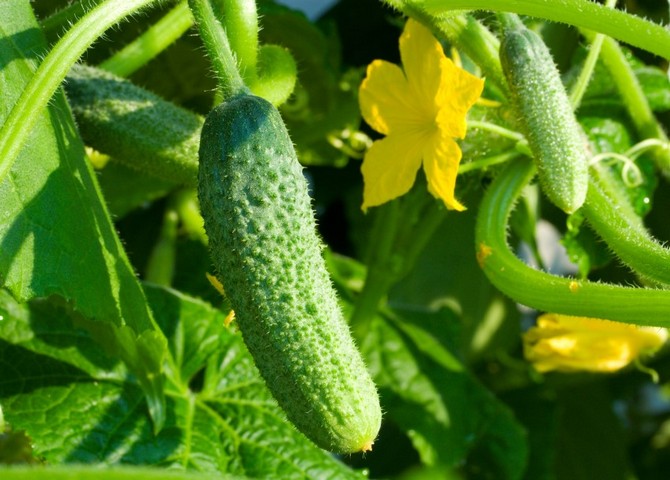 6 måder at dyrke agurker på