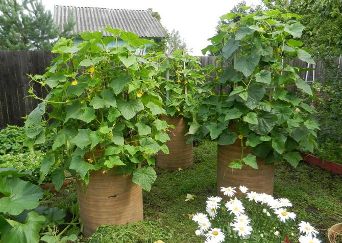 Pestovanie uhoriek v sudoch
