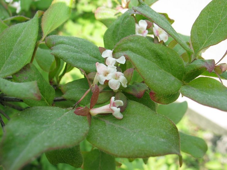 Abelia koreansk