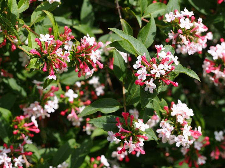 Abelia kinesisk