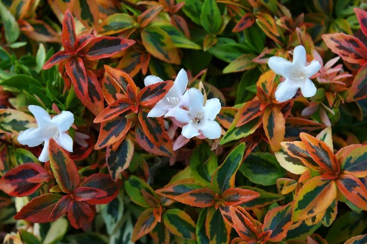 Abelia 