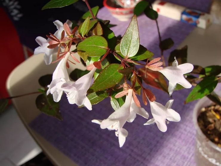 Voksende abelia