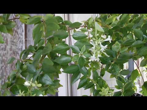 Abelia storblomstret. Duftende indendørs planter