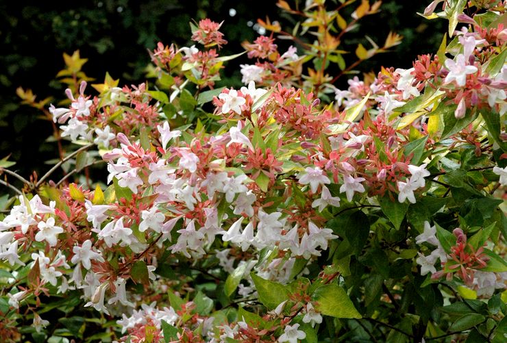 Abelia stormasket