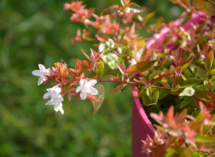 Abelia