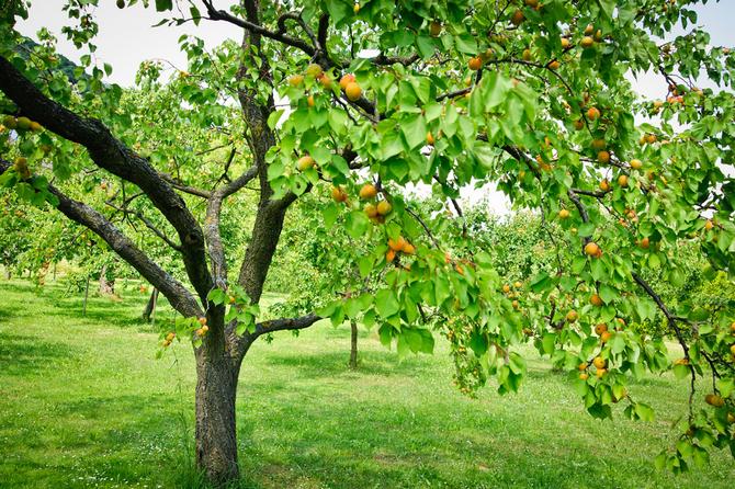 Kuinka kasvattaa aprikoosipuuta