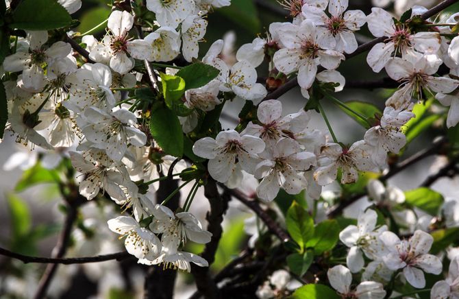 forårsfrost kan ødelægge knopper og blomster