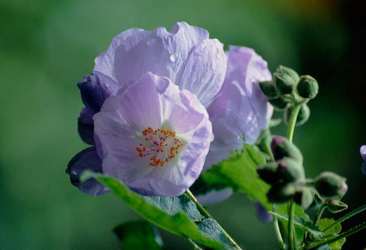 Abutilon druebladet