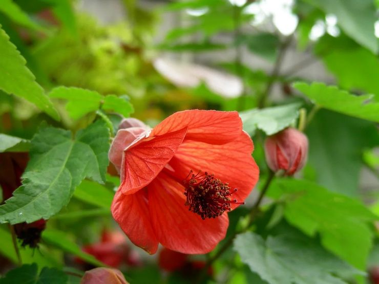 Abutilon hybrid