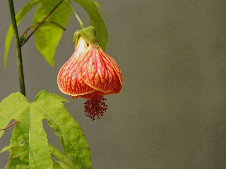 Abutilon plettet