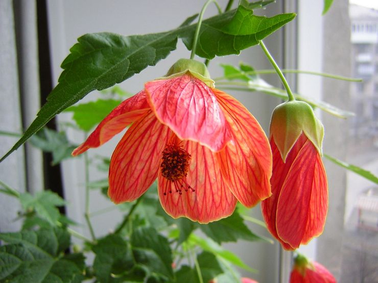 الرعاية المنزلية ل abutilon