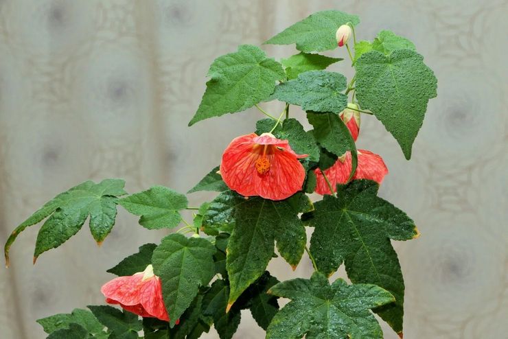 وضع الري abutilon