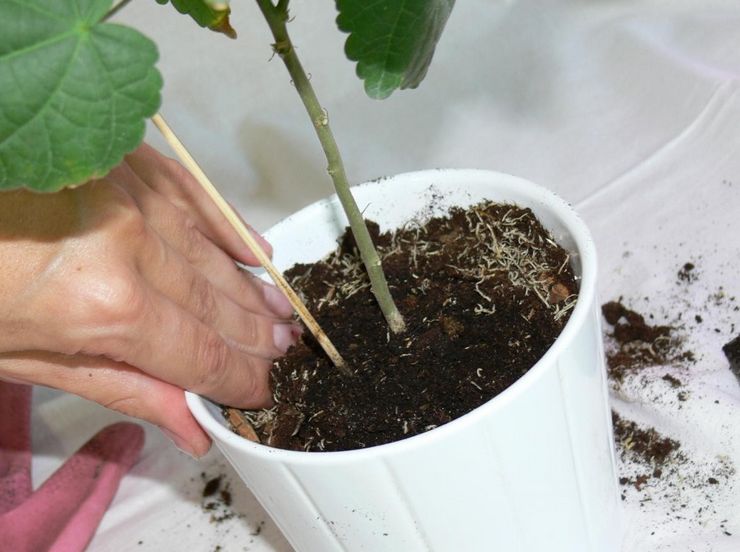 Abutilon -transplantation