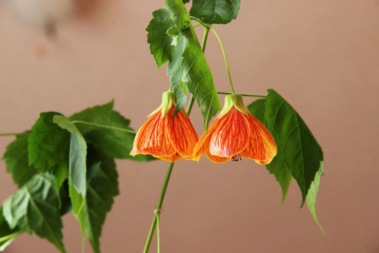 Abutilon eller indendørs ahorn