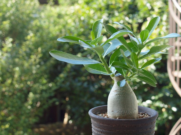 Hjemmepleje til adenium