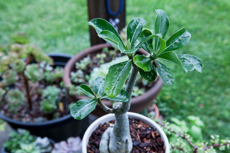 Vand adenium regelmæssigt med bundfældet vand, ikke for lav temperatur