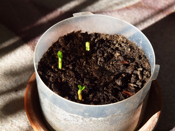 Reproduktion af adenium