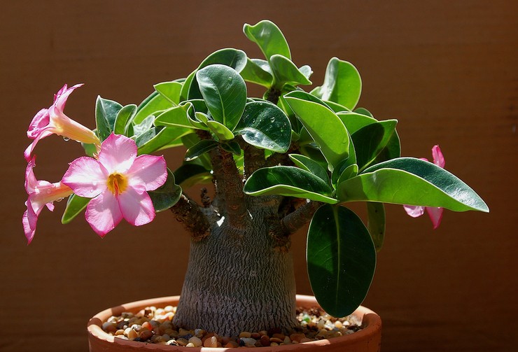 Adenium - hjemmepleje. Dyrkning af adenium, transplantation og reproduktion. Beskrivelse, typer. Foto