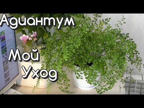 نباتات داخلية / ADIANTUM My Care / نقل إلى وعاء جديد