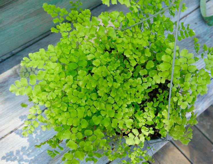 Maidenhair απαλό