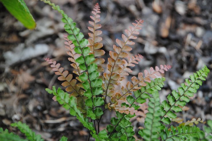 Maidenhair λεπτότριχο