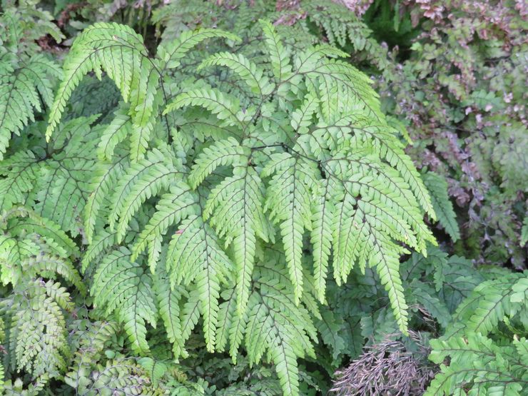 Maidenhair πανέμορφο