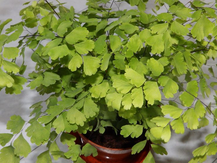 Maidenhair duft