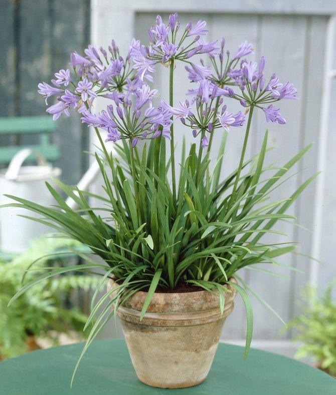 Φροντίδα Agapanthus στο σπίτι