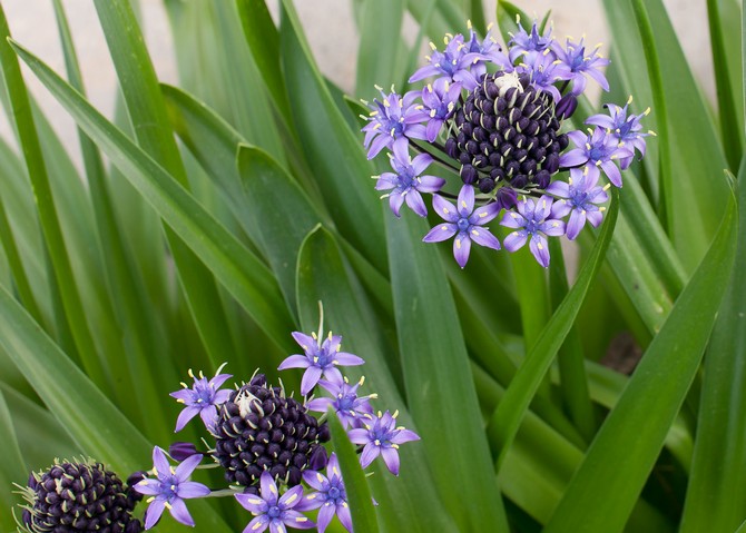 Luftfugtighed er ikke af grundlæggende betydning for udviklingen af ​​agapanthus.