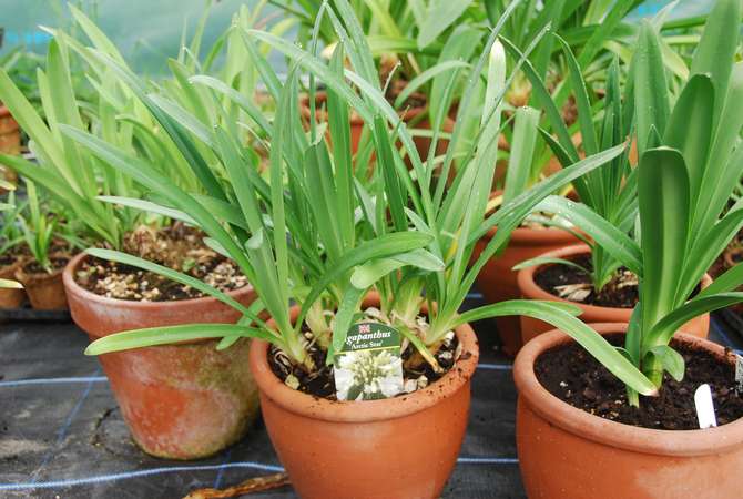 Agapanthus -befrugtning udføres kun fra begyndelsen af foråret til slutningen af sommeren.