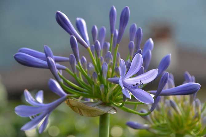 Agapanthus - hjemmepleje. Agapanthus dyrkning, transplantation og reproduktion. Beskrivelse, typer. Foto - Flowertimes.ru