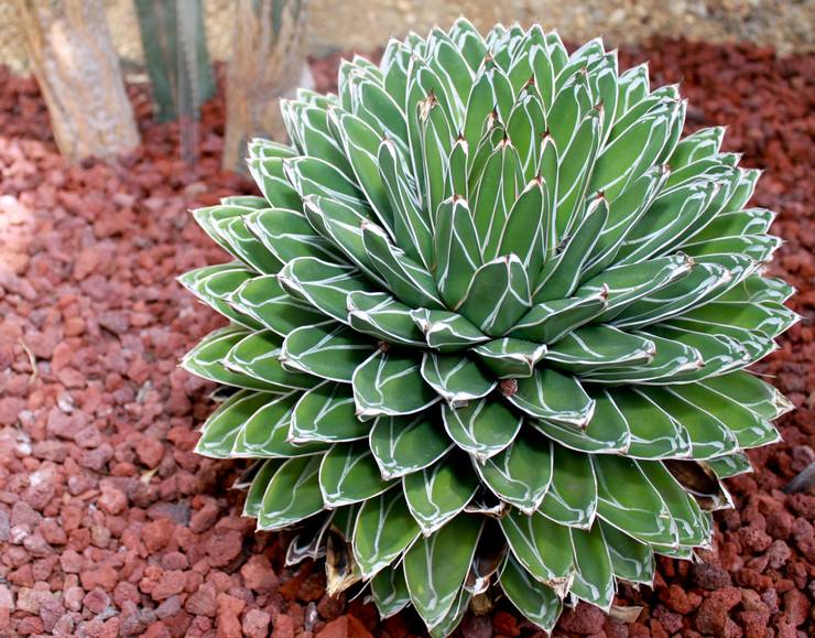 Dronning Victoria Agave