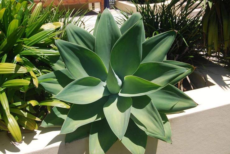 Agave tegnet