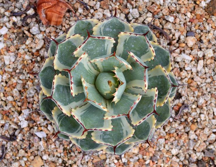 Beruset agave