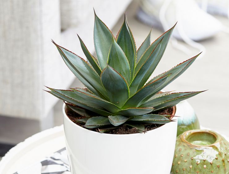 Agave pleje derhjemme