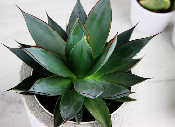 Indendørs agave