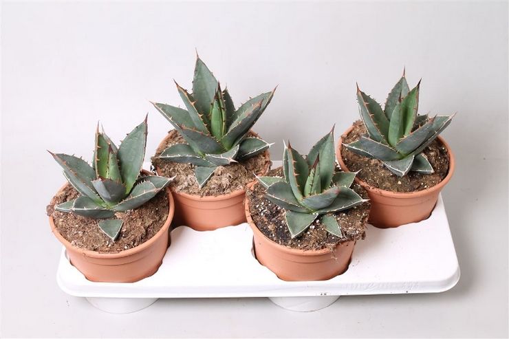 Gødningsrum agave