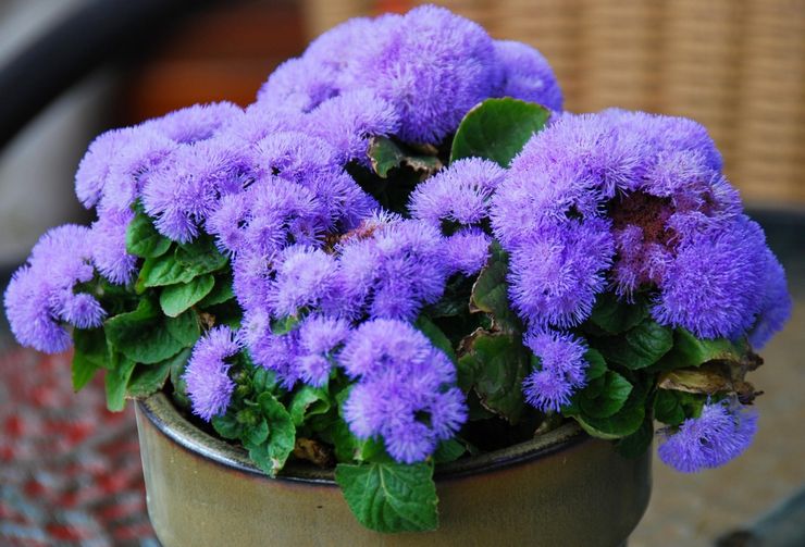 Ageratum derhjemme