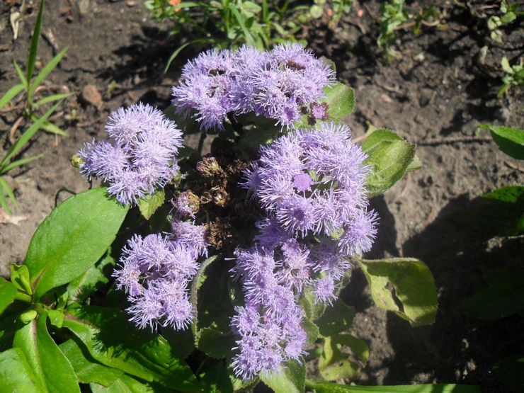 أمراض Ageratum