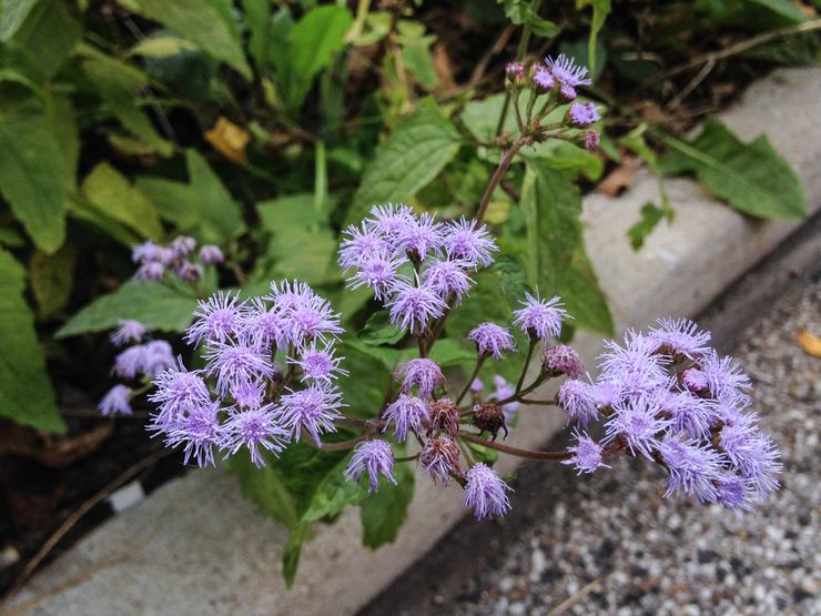 آفات Ageratum