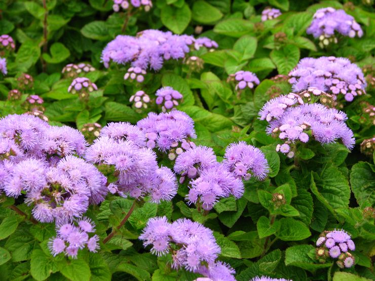 Ageratum mexicansk