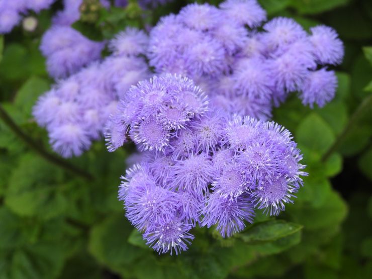 Ageratum beskrivelse