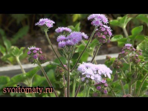 Ageratum: vokser og plejer