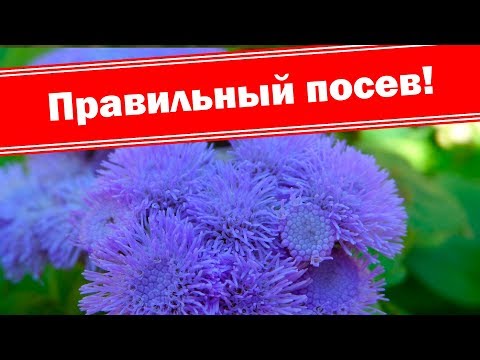 زرع ageratum من البذور. نزرع زهرة جميلة جدا