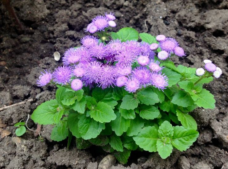 Plantning af ageratum i åbent terræn