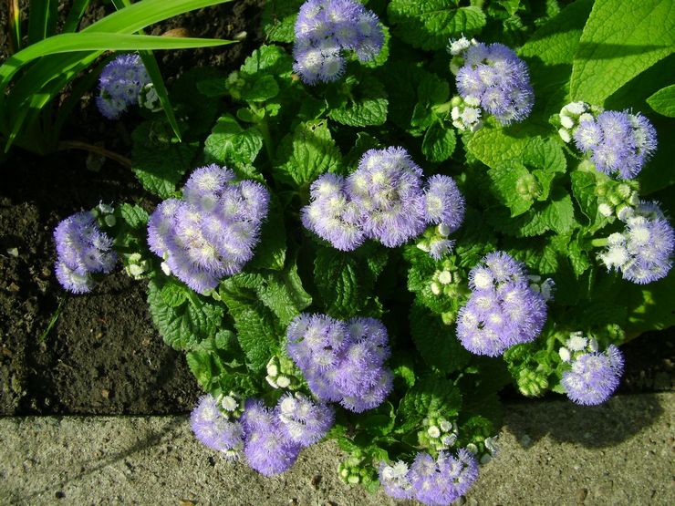 رعاية Ageratum